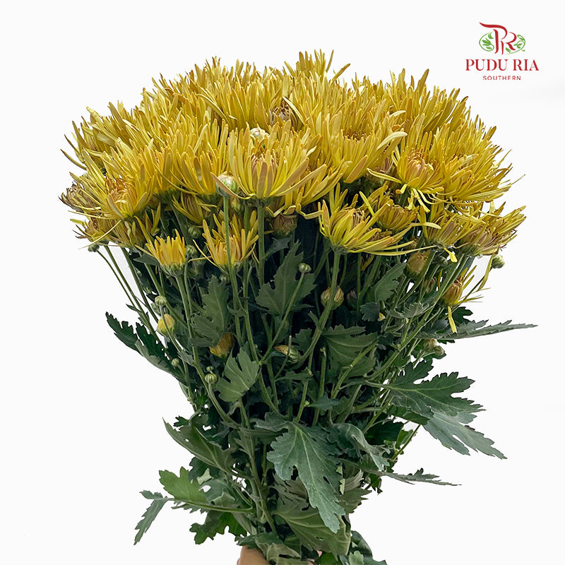 Chrysanthemum Pompom Spider Yellow - (10-12 Stems)