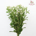 Oxypetalum White - (Per Bunch) - Pudu Ria Florist Southern