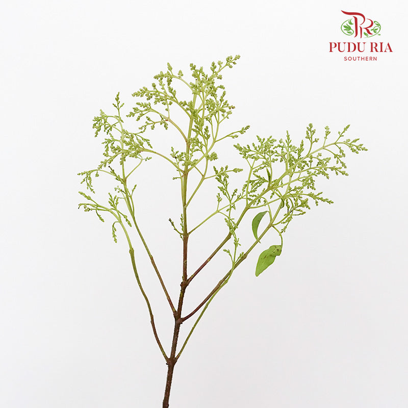 Ligustrum Lucidum (Mi zhen) - Pudu Ria Florist Southern