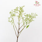 Ligustrum Lucidum (Mi zhen) - Pudu Ria Florist Southern