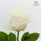 Rose Playa Blanca (8-10 Stems) - Pudu Ria Florist Southern