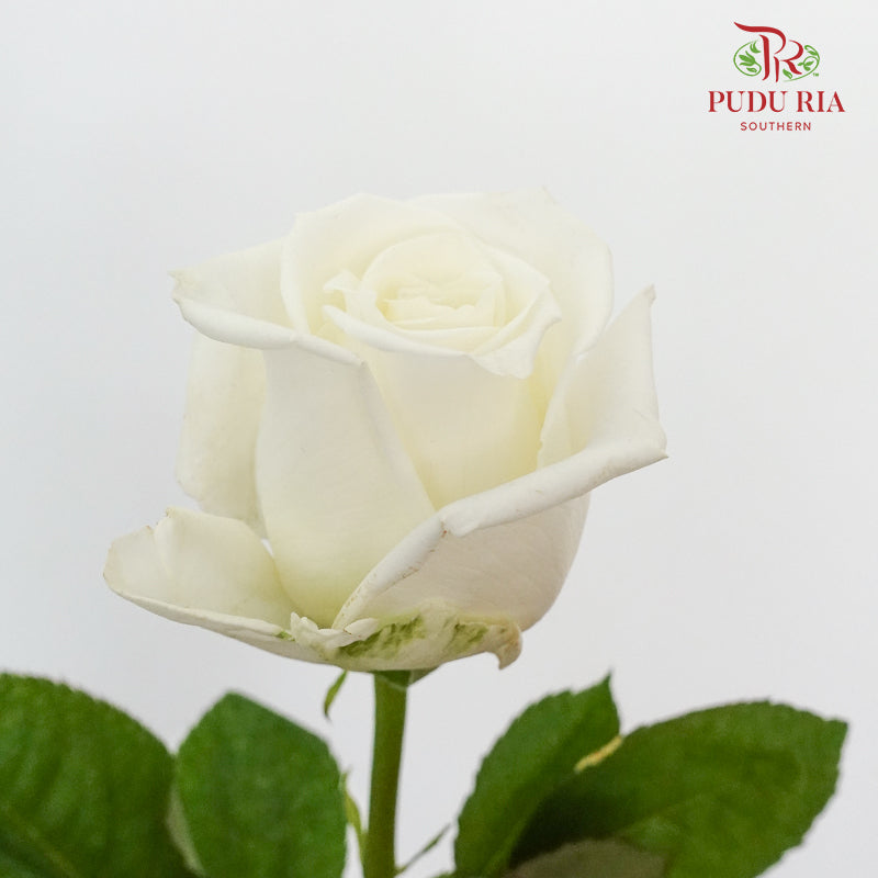 Rose Playa Blanca (8-10 Stems) - Pudu Ria Florist Southern