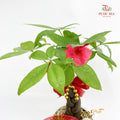 CNY Potted Plant Arrangement 2025#22