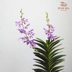 Mokara Orchid Pot - Purple - Pudu Ria Florist Southern