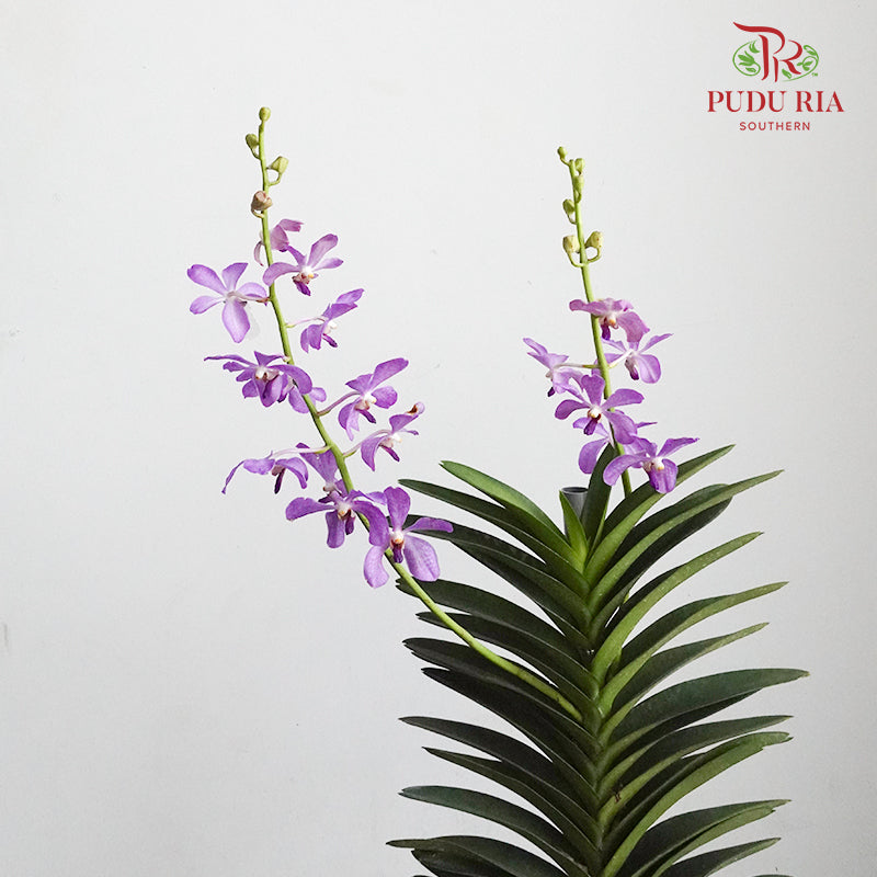 Mokara Orchid Pot - Purple - Pudu Ria Florist Southern