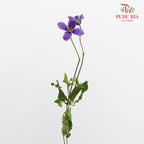 Clematis Purple 鐵線蓮 - (Per Bundle)