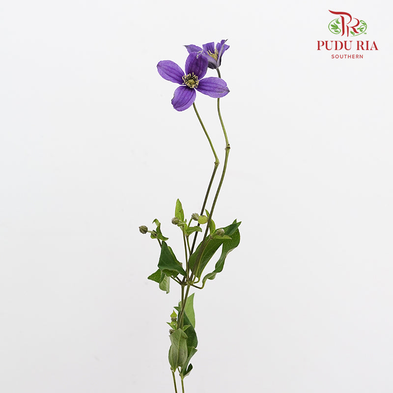 Clematis Purple 鐵線蓮 - (Per Bundle)