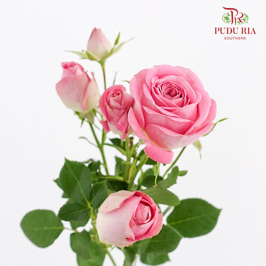 Rose Spray Wendy - (8-10 Stems)
