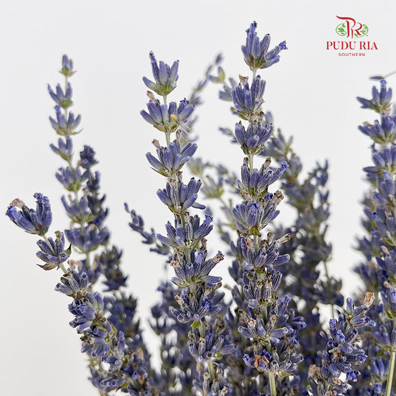 Dry Lavender