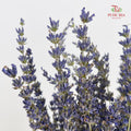 Dry Lavender