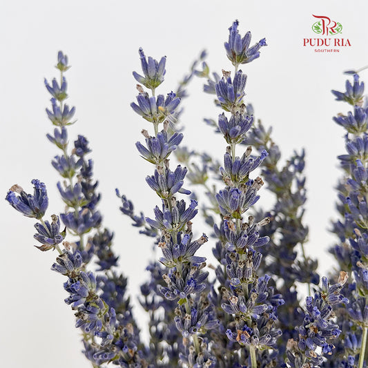 Dry Lavender