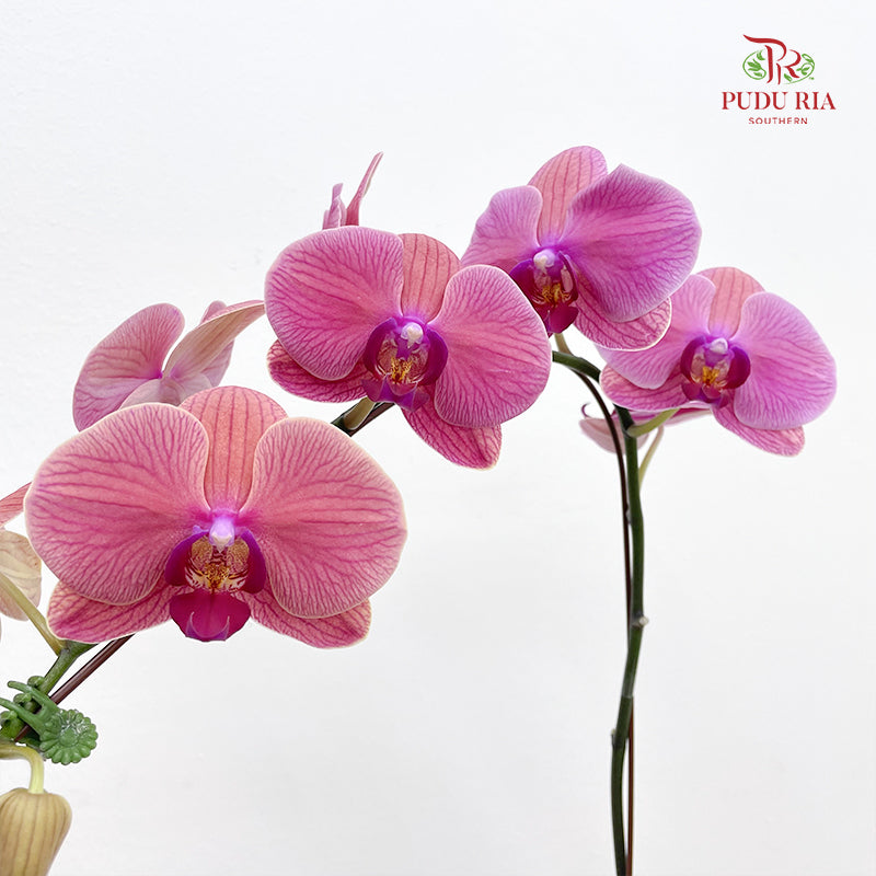 Phalaenopsis Orchid Dark Pink Big Single Stem #2
