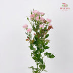 Rose Spray Perfect Sweet 多头玫瑰完美甜美 - (8-10 Stems)