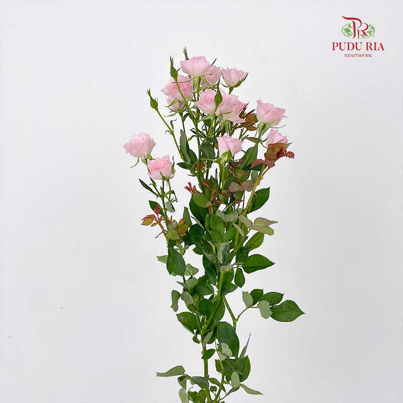 Rose Spray Perfect Sweet 多头玫瑰完美甜美 - (8-10 Stems)