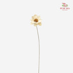 Dry New Wax Flower - Natural