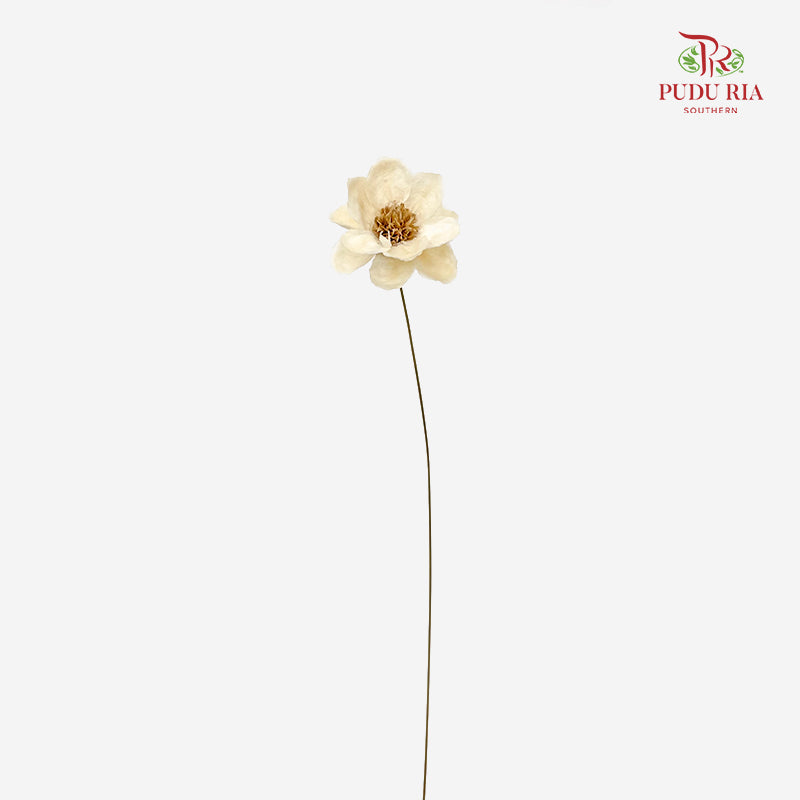 Dry New Wax Flower - Natural