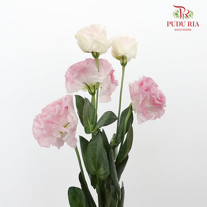 Eustoma Pink Sunshine (12-15 Stems) - Pudu Ria Florist Southern