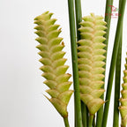 Rattlesnake Ginger 响尾蛇肖竹芋 - (5 Stems)