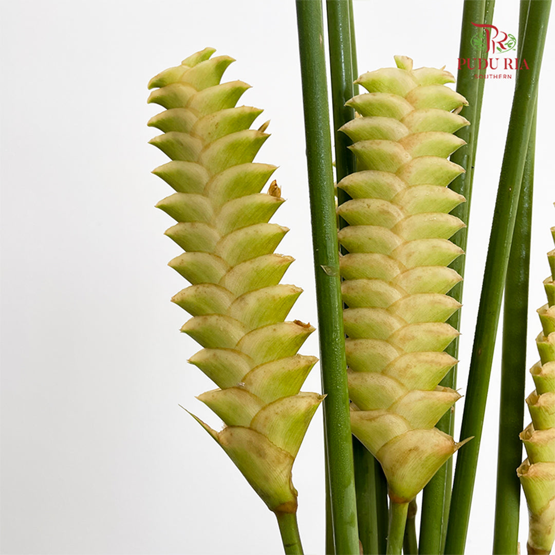 Rattlesnake Ginger 响尾蛇肖竹芋 - (5 Stems)