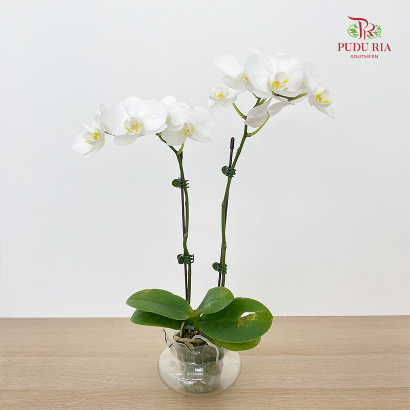 Phalaenopsis Orchid White Double Stem