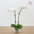 Phalaenopsis Orchid White Double Stem
