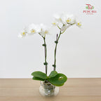 Phalaenopsis Orchid White Double Stem