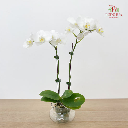 Phalaenopsis Orchid White Double Stem
