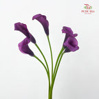 Calla Lily Purple 海芋 - (5 Stems)