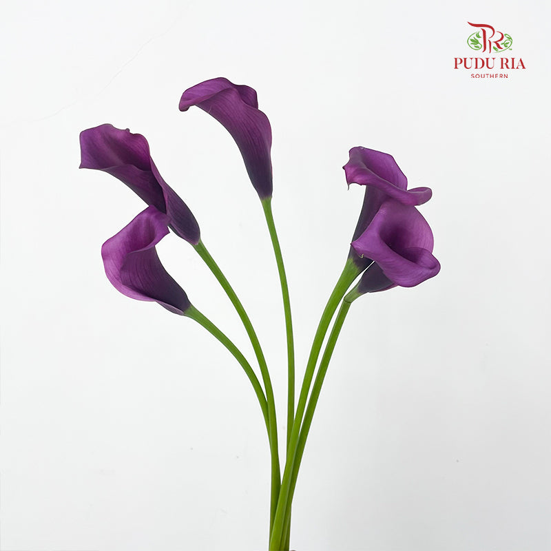 Calla Lily Purple 海芋 - (5 Stems)
