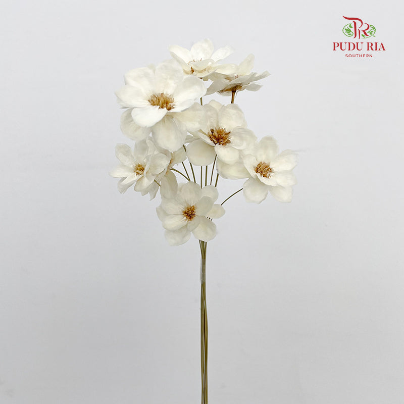 Dry New Wax Flower - White