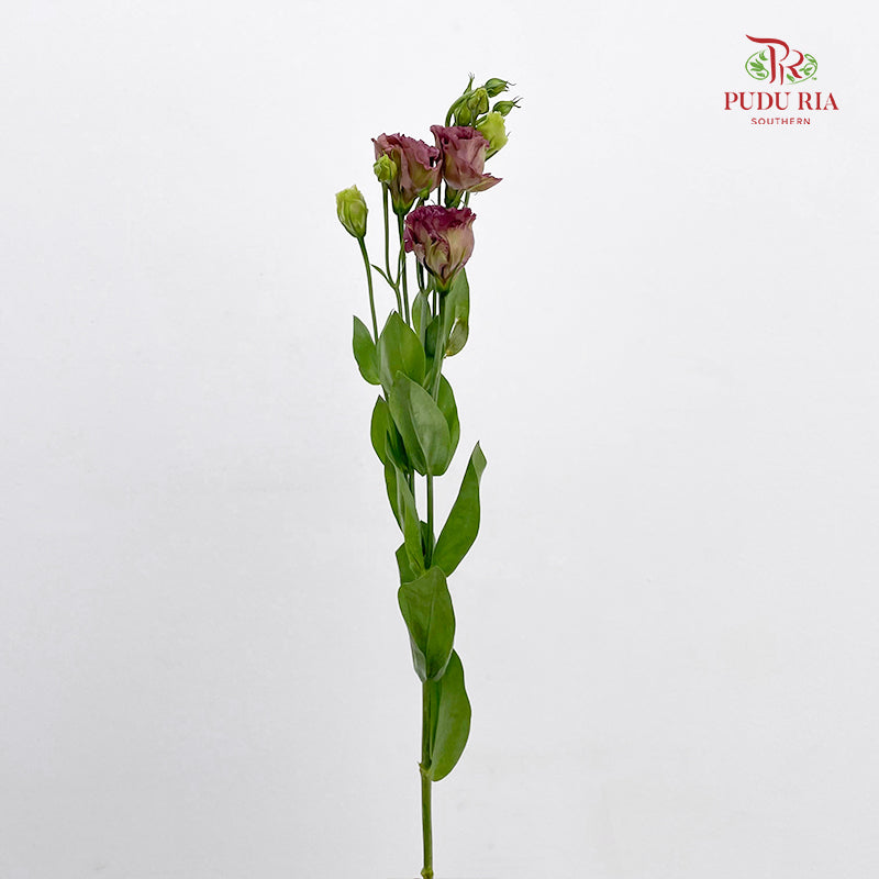 Eustoma Tea (12-15 Stems)