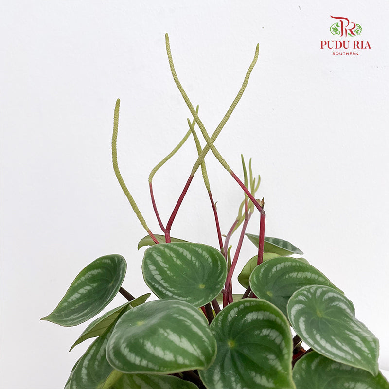 Peperomia Argyreia