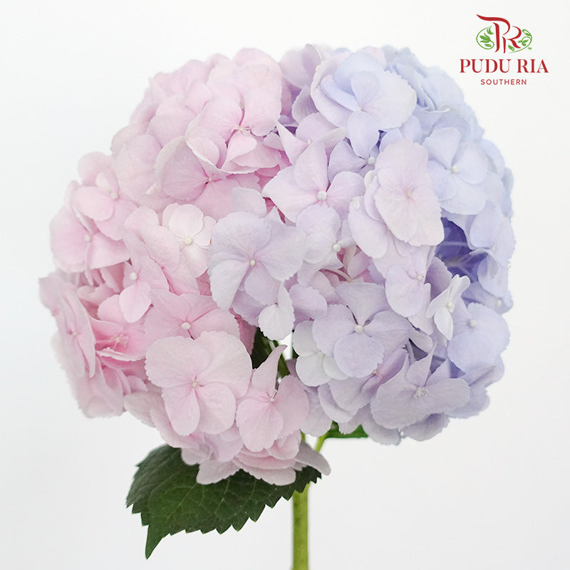 Hydrangea Two Tone  / Per Stem - Pudu Ria Florist Southern