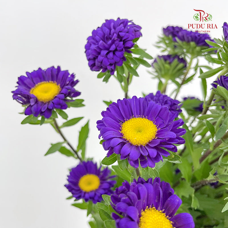 Aster Purple 翠菊 - (Per Bundle)