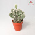 Cactus Mix 2 - Pudu Ria Florist Southern