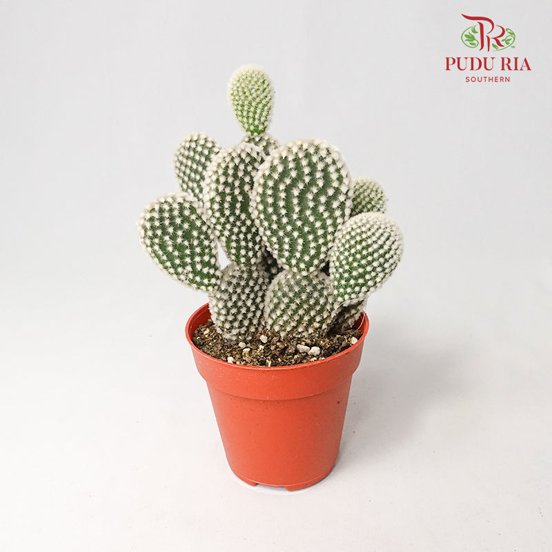 Cactus Mix 2 - Pudu Ria Florist Southern