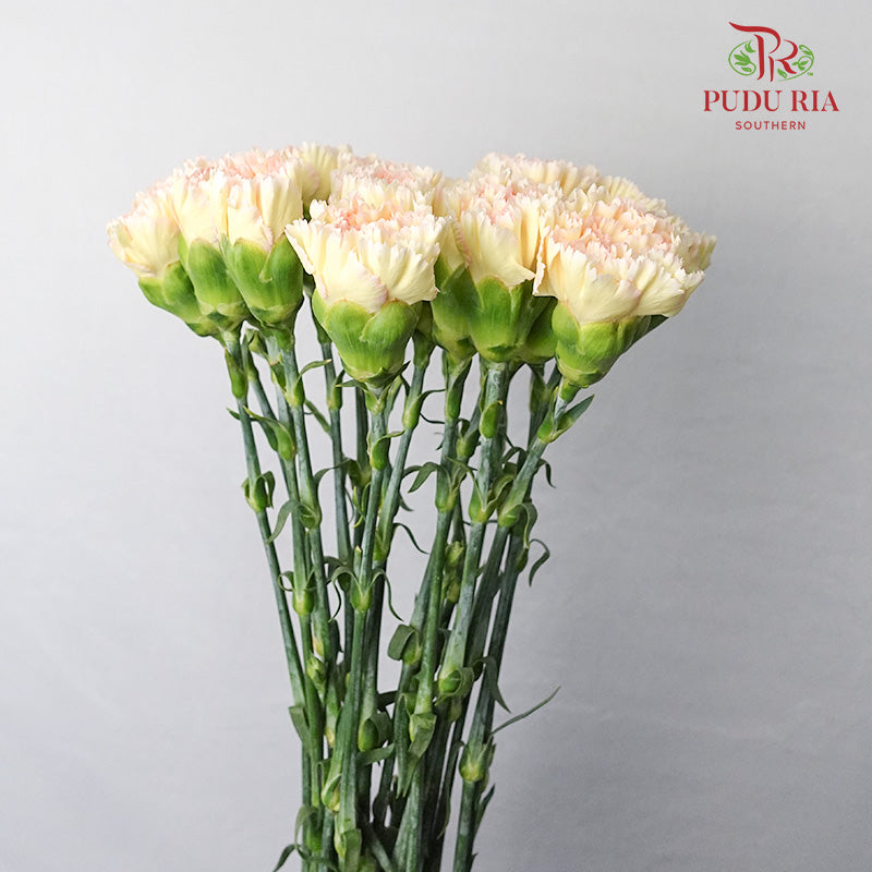 Carnation St Hoh Xil  18-20 Stems - Pudu Ria Florist Southern