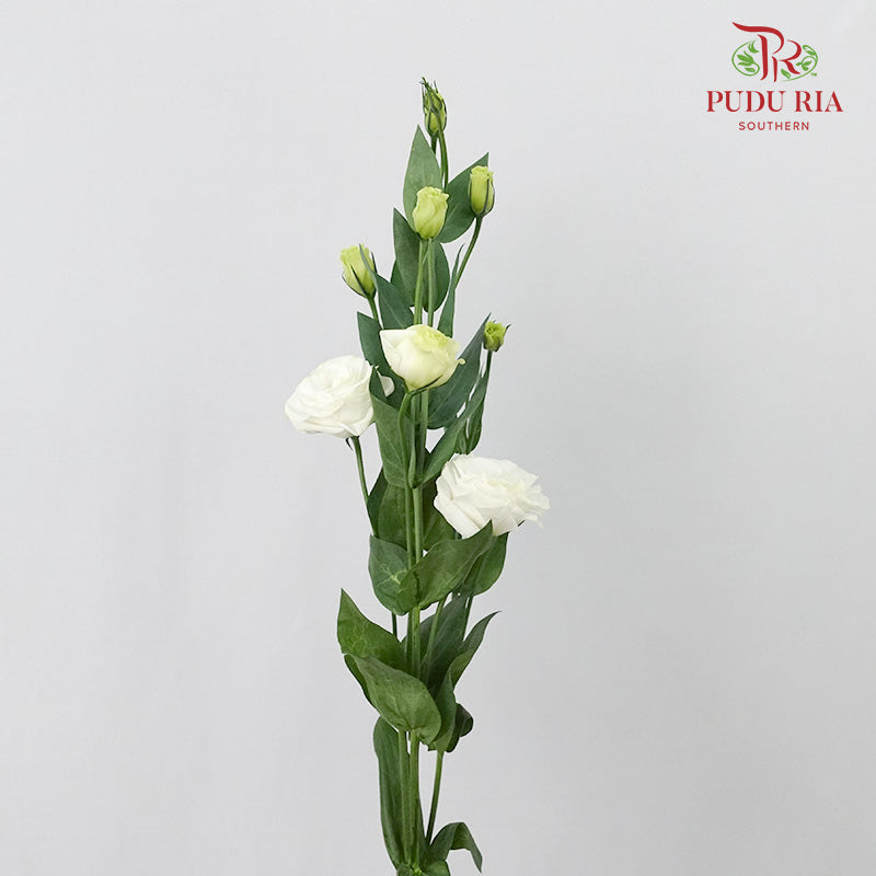 Eustoma White (12-15 Stems) - Pudu Ria Florist Southern