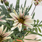 Gazania Silver