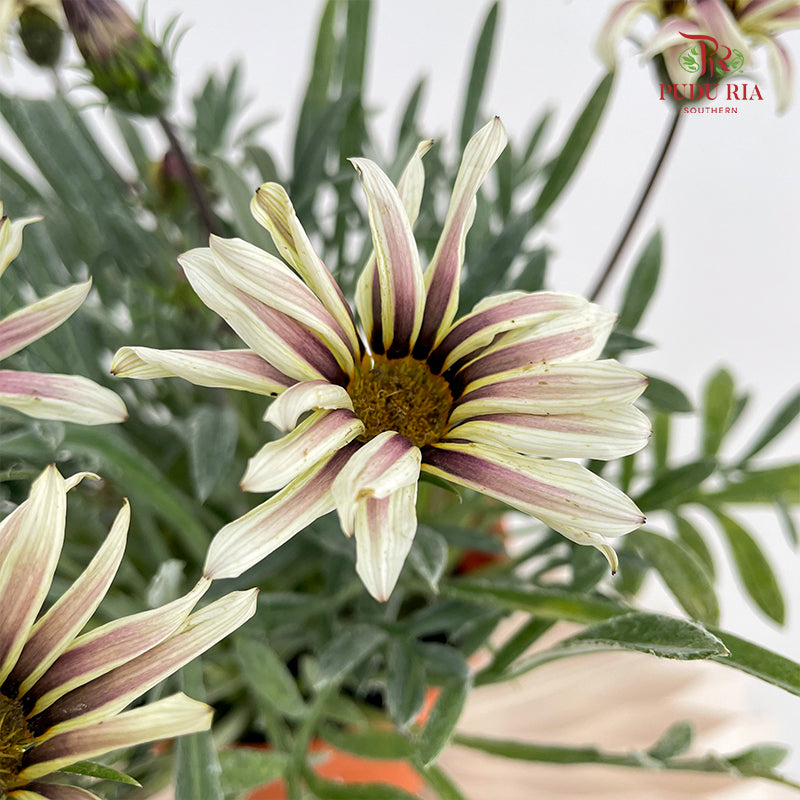 Gazania Silver