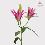 Lily Dark Pink - (5 Stems)