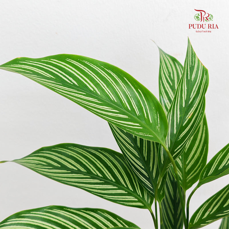 Hydro Calathea Vittata
