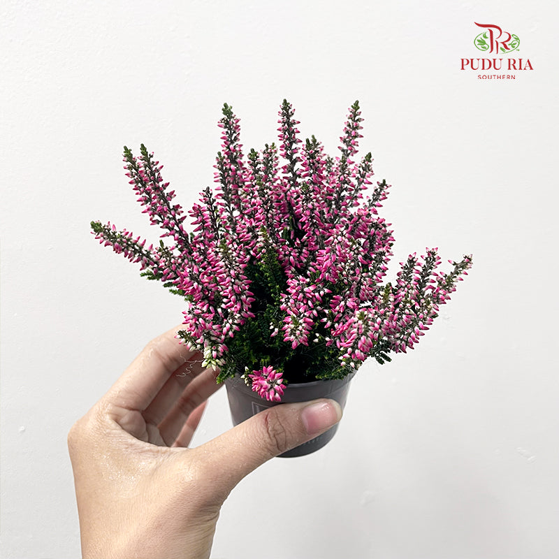 Calluna Mix