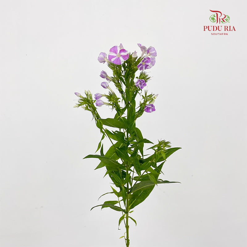 Phlox lLight Purple - (Per Bundle)