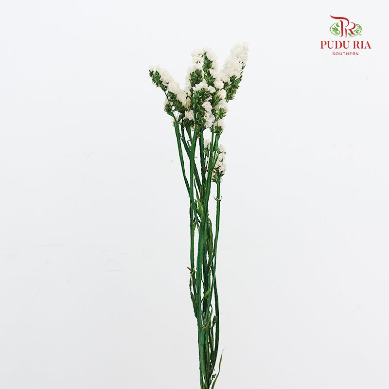 Dry Statice - White