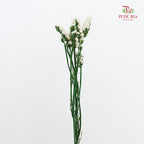 Dry Statice - White