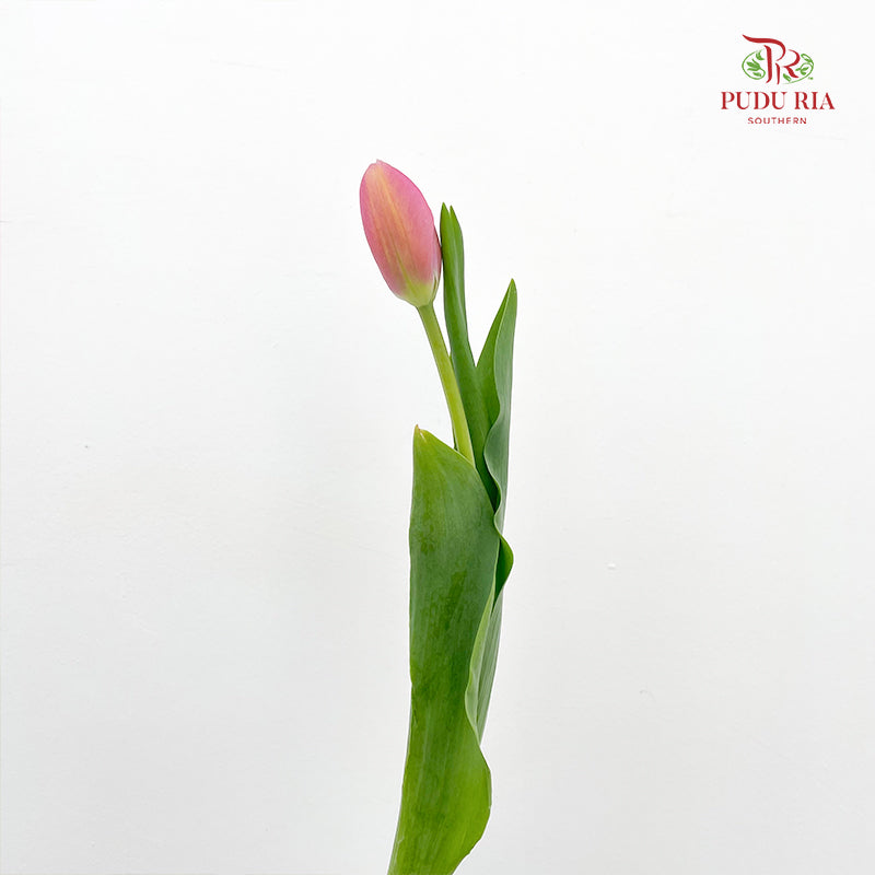 Tulip Pink 郁金香 - (8-10 Stems)