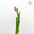 Tulip Pink 郁金香 - (8-10 Stems)