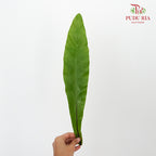 Bird nest (S) - Pudu Ria Florist Southern