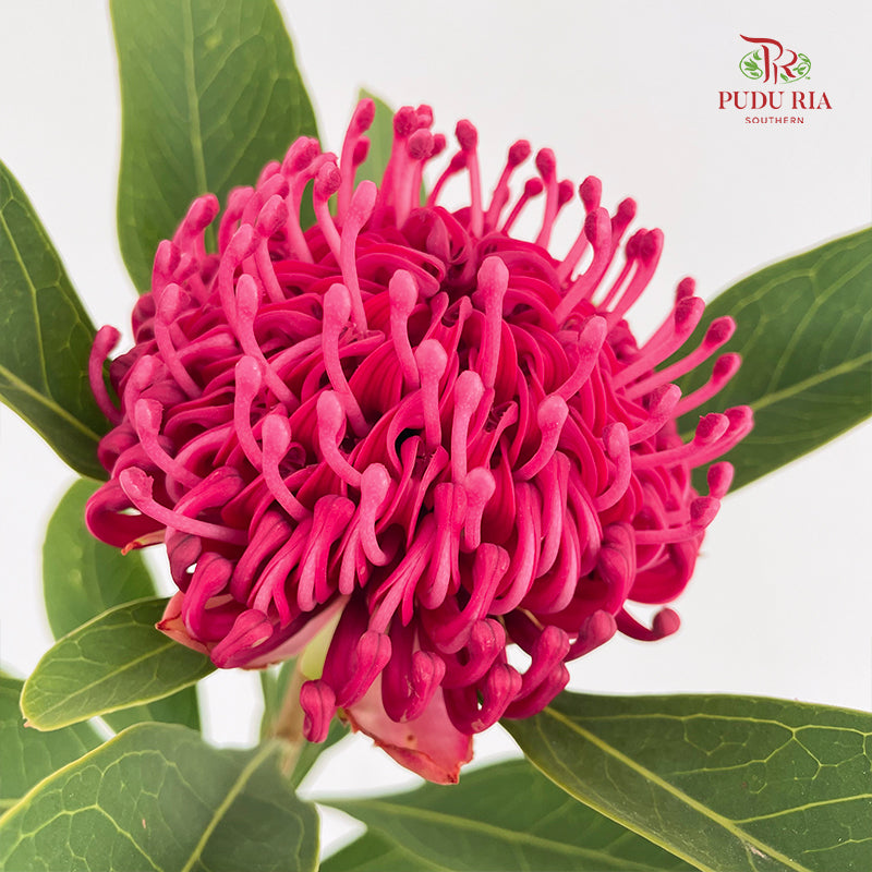Telopea Speciosissima - (Per Stem)